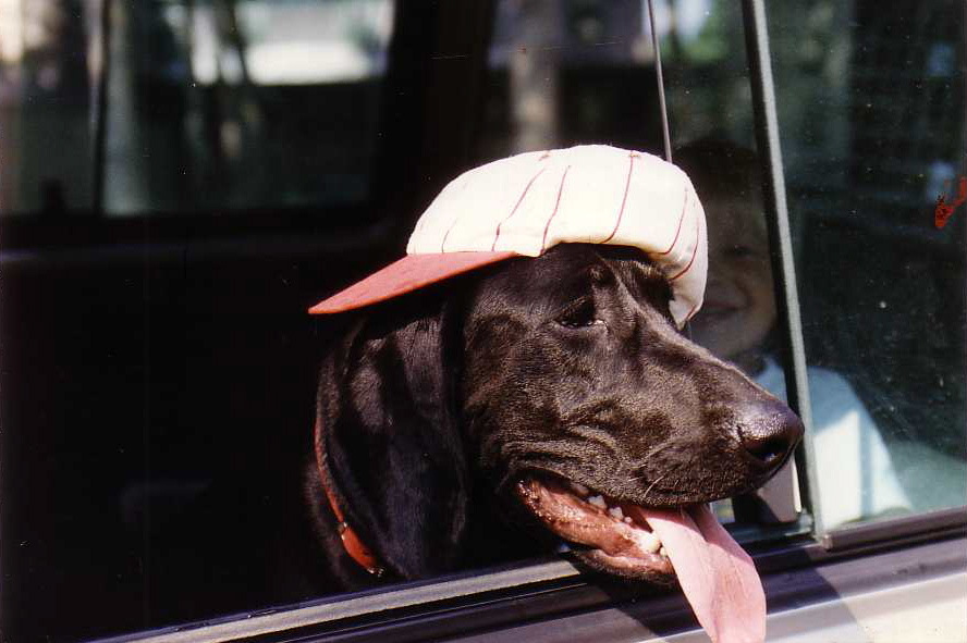 Black dog in a car